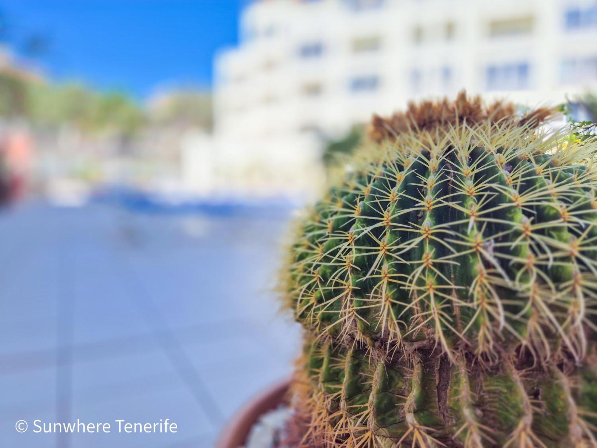 Mona'S Point Tenerife - Aircon, Private Parking And Heated Pool San Miguel de Abona Eksteriør billede